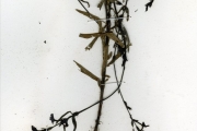 <strong>Scrophulariaceae - Striga - Striga hermonthica (Delile) Benth.</strong><br />© hnb
