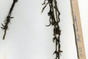 <strong>Scrophulariaceae - Striga - Striga hermonthica (Delile) Benth.</strong><br />© hnb