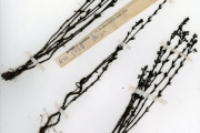 <strong>Scrophulariaceae - Striga - Striga asiatica (L.) Kuntze</strong><br />© hnb