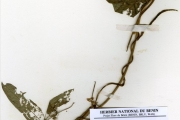 <strong>Leguminosae-Papilionoideae - Vigna - Vigna unguiculata (L.) Walp. subsp. spontanea (Schweinf.) Pasquet</strong><br />© hnb