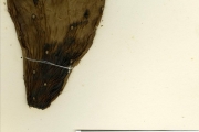 <strong>Cactaceae - Opuntia - Opuntia ficus-indica (L.) Mill.</strong><br />© hnb