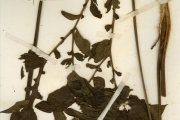 <strong>Taccaceae - Tacca - Tacca leontopetaloides (L.) Kuntze</strong><br />© hnb