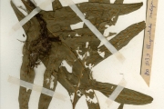 <strong>Polypodiaceae - Phymatosorus - Phymatosorus scolopendria (Burm.f.) Pic.Serm.</strong><br />© hnb