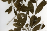 <strong>Rubiaceae - Chassalia - Chassalia kolly (Schumach.) Hepper</strong><br />© hnb