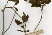 <strong>Rubiaceae - Chassalia - Chassalia kolly (Schumach.) Hepper</strong><br />© hnb