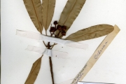 <strong>Ochnaceae - Lophira - Lophira lanceolata Tiegh.</strong><br />© hnb