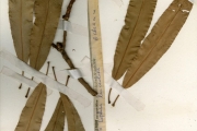 <strong>Ochnaceae - Lophira - Lophira lanceolata Tiegh.</strong><br />© hnb