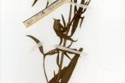 <strong>Rubiaceae - Spermacoce - Spermacoce stachydea DC.</strong><br />© hnb