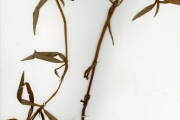<strong>Rubiaceae - Spermacoce - Spermacoce stachydea DC.</strong><br />© hnb