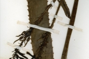 <strong>Asphodelaceae - Aloe - Aloe buettneri A.Berger</strong><br />© hnb