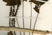 <strong>Araliaceae - Cussonia - Cussonia arborea Hochst. ex A.Rich.</strong><br />© hnb
