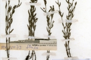 <strong>Scrophulariaceae - Striga - Striga aspera (Willd.) Benth.</strong><br />© hnb