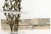 <strong>Scrophulariaceae - Striga - Striga aspera (Willd.) Benth.</strong><br />© hnb