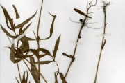 <strong>Rubiaceae - Spermacoce - Spermacoce stachydea DC.</strong><br />© hnb