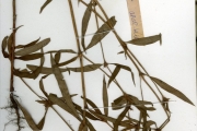 <strong>Rubiaceae - Spermacoce - Spermacoce stachydea DC.</strong><br />© hnb