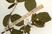 <strong>Celastraceae - Simicratea - Simicratea welwitschii (Oliv.) N.Hallé</strong><br />© hnb