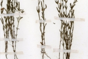 <strong>Scrophulariaceae - Striga - Striga aspera (Willd.) Benth.</strong><br />© hnb