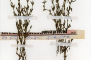 <strong>Scrophulariaceae - Striga - Striga aspera (Willd.) Benth.</strong><br />© hnb