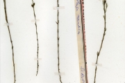<strong>Scrophulariaceae - Striga - Striga asiatica (L.) Kuntze</strong><br />© hnb