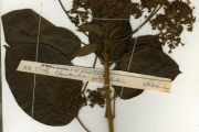 <strong>Verbenaceae - Clerodendrum - Clerodendrum polycephalum Baker</strong><br />© hnb
