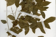 <strong>Rutaceae - Clausena - Clausena anisata (Willd.) Hook.f. ex Benth.</strong><br />© hnb