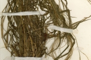<strong>Poaceae - Leptochloa - Leptochloa panicea (Retz.) Ohwi</strong><br />© hnb