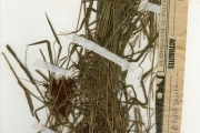 <strong>Poaceae - Leptochloa - Leptochloa panicea (Retz.) Ohwi</strong><br />© hnb