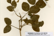 <strong>Oleaceae - Jasminum - Jasminum pauciflorum Benth.</strong><br />© hnb