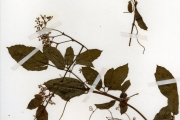 <strong>Vitaceae - Cyphostemma - Cyphostemma adenocaule (Steud.) Desc.</strong><br />© hnb