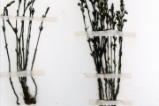 <strong>Scrophulariaceae - Striga - Striga asiatica (L.) Kuntze</strong><br />© hnb
