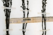 <strong>Scrophulariaceae - Striga - Striga asiatica (L.) Kuntze</strong><br />© hnb