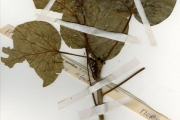 <strong>Moraceae - Ficus - Ficus abutilifolia (Miq.) Miq.</strong><br />© hnb