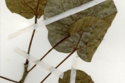 <strong>Moraceae - Ficus - Ficus abutilifolia (Miq.) Miq.</strong><br />© hnb