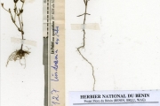 <strong>Scrophulariaceae - Lindernia - Lindernia exilis Philcox</strong><br />© hnb