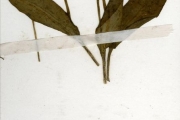 <strong>Ophioglossaceae - Ophioglossum - Ophioglossum costatum R.Br.</strong><br />© hnb