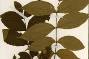 <strong>Bignoniaceae - Spathodea - Spathodea campanulata P.Beauv.</strong><br />© hnb