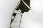<strong>Rubiaceae - Vangueriella - Vangueriella spinosa (Schumach. & Thonn.) Verdc.</strong><br />© hnb