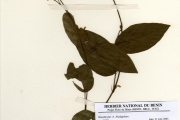 <strong>Leguminosae-Papilionoideae - Desmodium - Desmodium gangeticum (L.) DC.</strong><br />© hnb
