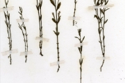 <strong>Scrophulariaceae - Striga - Striga hermonthica (Delile) Benth.</strong><br />© hnb