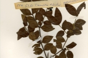 <strong>Apocynaceae - Carissa - Carissa spinarum L.</strong><br />© hnb