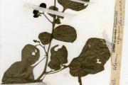 <strong>Solanaceae - Solanum - Solanum scabrum Mill.</strong><br />© hnb