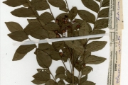 <strong>Rutaceae - Clausena - Clausena anisata (Willd.) Hook.f. ex Benth.</strong><br />© hnb