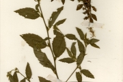 <strong>Malvaceae - Sida - Sida acuta Burm.f. subsp. acuta</strong><br />© hnb