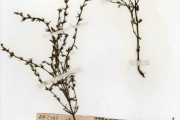 <strong>Scrophulariaceae - Striga - Striga asiatica (L.) Kuntze</strong><br />© hnb