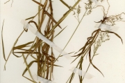 <strong>Poaceae - Melinis - Melinis repens (Willd.) Zizka subsp. repens</strong><br />© hnb