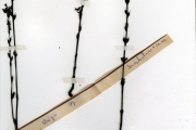 <strong>Scrophulariaceae - Striga - Striga asiatica (L.) Kuntze</strong><br />© hnb
