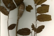 <strong>Meliaceae - Pseudocedrela - Pseudocedrela kotschyi (Schweinf.) Harms</strong><br />© hnb