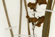 <strong>Orchidaceae - Eulophia - Eulophia cucullata (Afzel. ex Sw.) Steud.</strong><br />© hnb