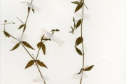 <strong>Rubiaceae - Oldenlandia - Oldenlandia affinis (Roem. & Schult.) DC.</strong><br />© hnb