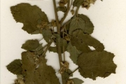 <strong>Malvaceae - Sida - Sida cordifolia L.</strong><br />© hnb